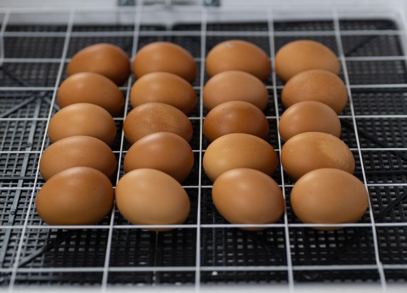 Инкубаторы для яиц: виды, устройство и принцип работы